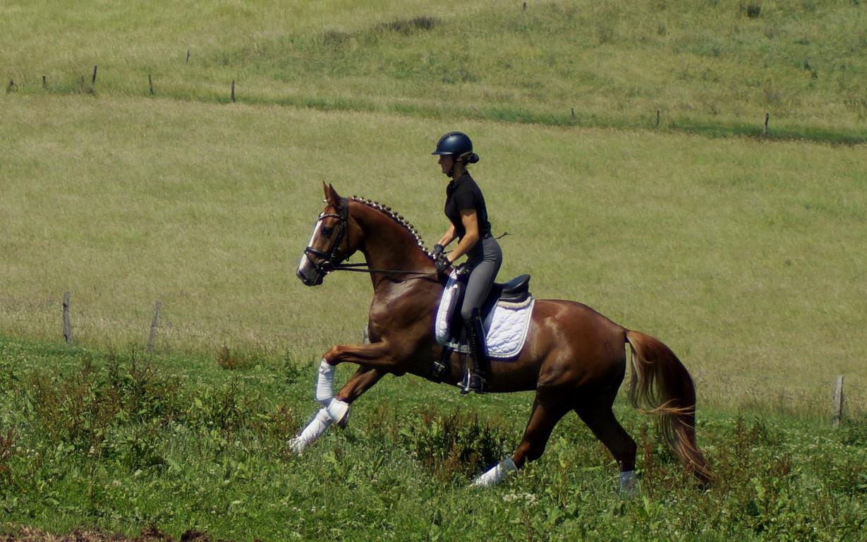 Enrico