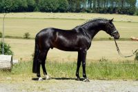 Galeriebild